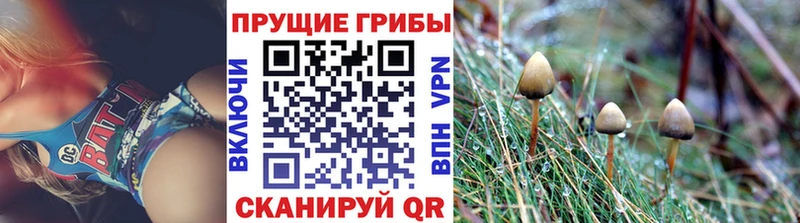 Галлюциногенные грибы Psilocybine cubensis  Купить  Кодинск 
